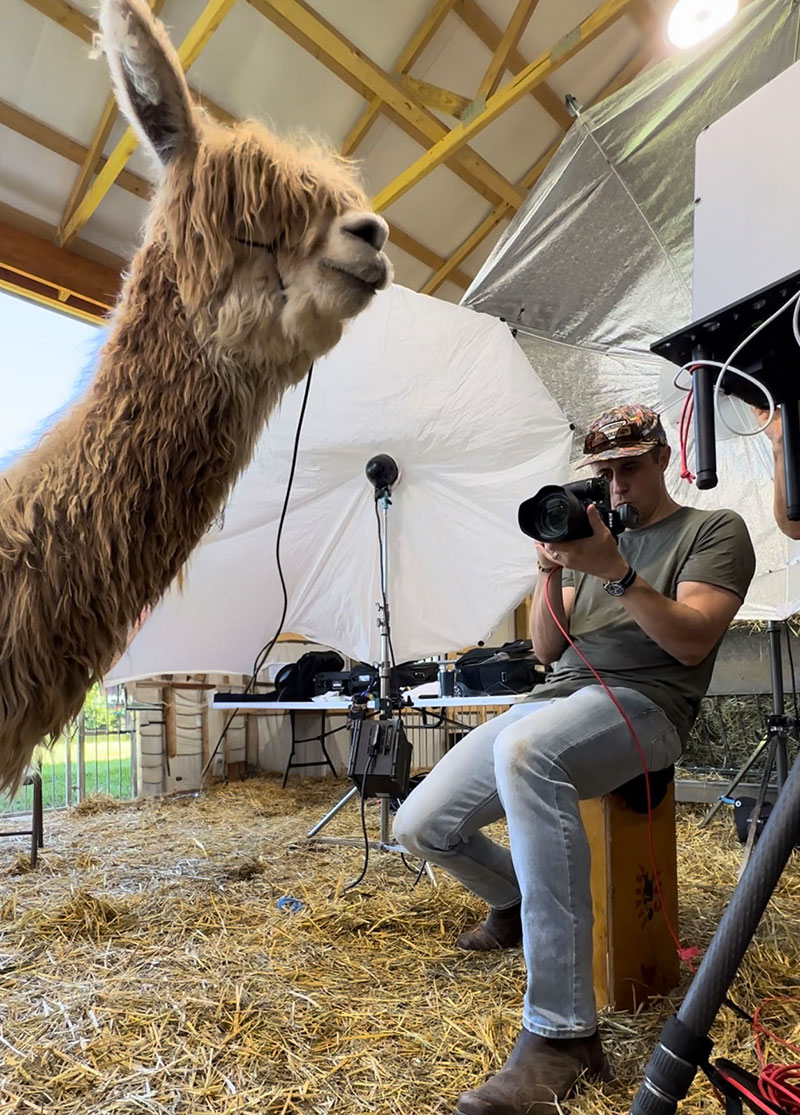 Randal at work taking a portrait of a Suri alpaca